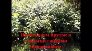 Виноградник своими руками, опоры под виноградник. Как сделать виноградник.