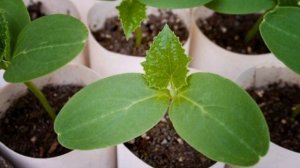 А вы знаете почему огурцы дают плохой урожай?