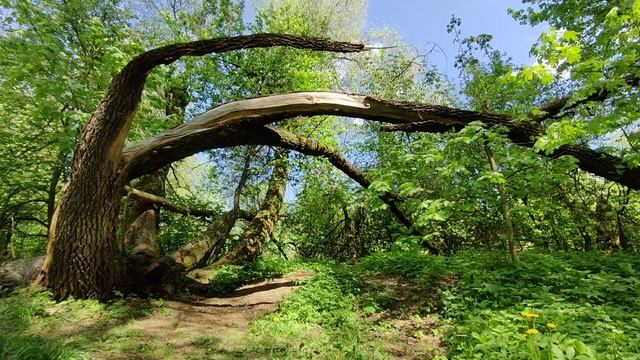 1 ЧАС ЛЕСА,дерево после грозы,пение птиц,звуки природы,звуки леса,для релаксации,шум леса,медитация смотреть онлайн