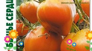 Томат Бычье сердце Розовый. Краткий обзор, описание solanum lycopersicum Byche serdtce Rozovyj