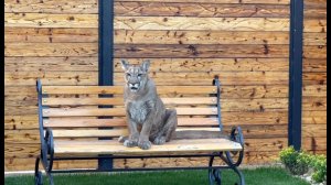 Самый верный друг! Месси преданно ждёт Папу!