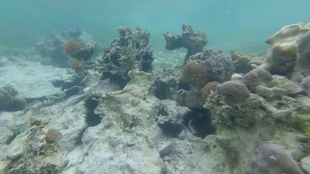 Moby. In This World & Зона прилива в деревне Падже (Занзибар) смотреть онлайн