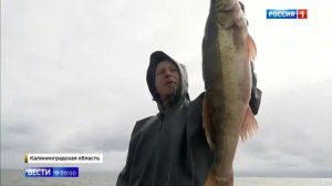 Рыбу ловят в калининградской области