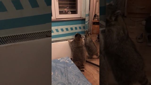 Енот и его проделки. #животные #счастье #pets #енот #движение #релакс