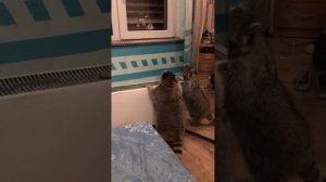 Енот и его проделки. #животные #счастье #pets #енот #движение #релакс