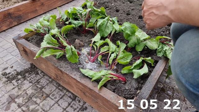 неожиданный результат - совместная посадка моркови и свеклы смотреть онлайн