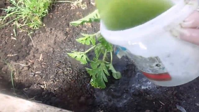 Корневая и листовая подкормка арбузов в теплице и открытом грунте зеленым удобрением из крапивы