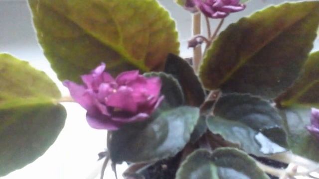 Наши комнатные растения| Цветы на подоконнике FLOWERS