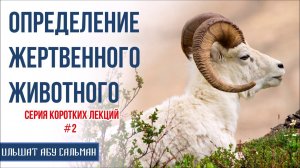 Ильшат Абу Сальман. Определение жертвенного животного. Серия лекций Курбан-Байрам