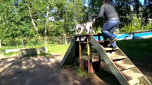 Дрессировка собак -хаски 5 мес смотреть онлайн