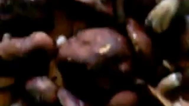 Грибы боровики. Грибы в швеции. Сбор ягод в Швеции