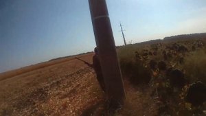 охота на голубя (горлицу) в Краснодарском крае. 03.09.2022