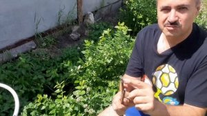 Опора для голубики