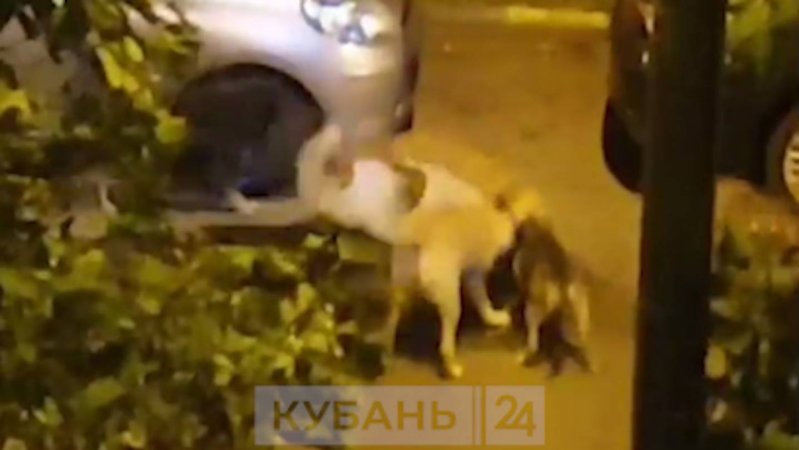 Бродячие собаки разорвали и съели кошку во дворе многоэтажки на ЮРМ в Краснодаре