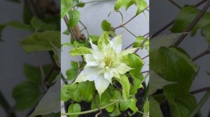 Clematis Midori
