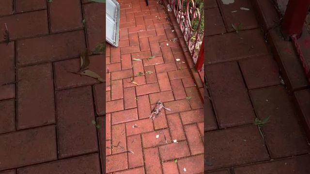 Многодетный папа #шутки #юмор #кот смотреть онлайн