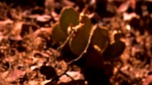 супер сооружения мост над колорадо