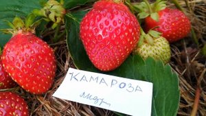 Камароза земляника садовая июль 2018