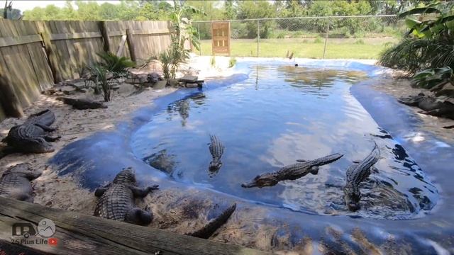 Alligator Alley Summerdale Alabama - REVIEW AND TOUR смотреть онлайн