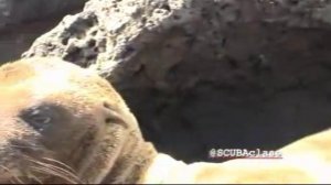 Котик на острове Española (Hood).wmv