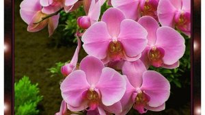 Игорь Янакий  - За все тебя благодарю