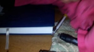 Самый большой таракан на планете