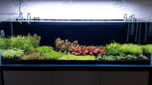 ГОЛЛАНДСКИЙ АКВАРИУМ 200 литров | Месяц после запуска