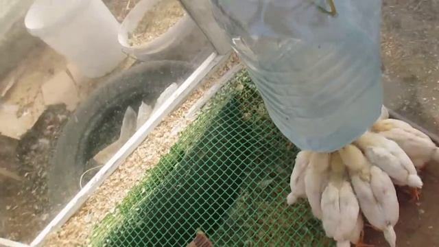 Правильное питание и содержание цыплят.Часть II. смотреть онлайн