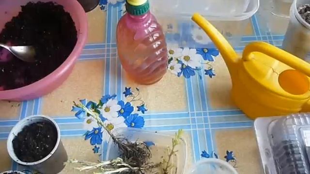 хризантемы,размножение. смотреть онлайн