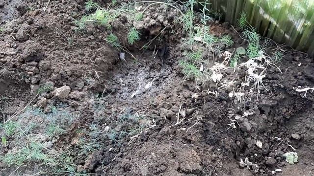 Перед посадкой Томатов в лунку кладу эту Подкормку. Умножаю урожай рассады защищаю от болезней. смотреть онлайн