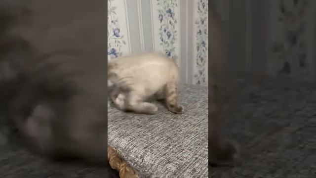 Снежные бенгалы. Бенгал линкс. смотреть онлайн