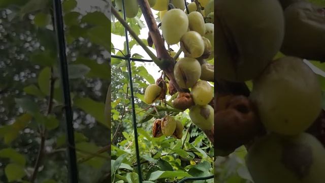 зеленый богомол. смотреть онлайн