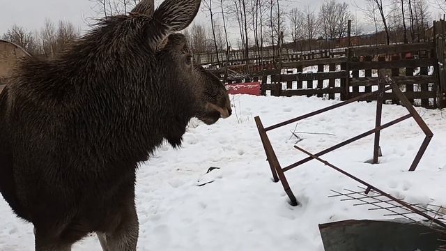 21.12.23. совы, лоси и олень... остальные тоже тут... смотреть онлайн