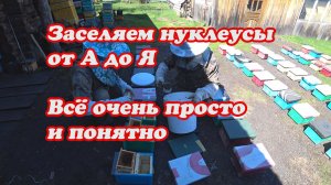 ЗАСЕЛЯЕМ НУКЛЕУСЫ ПЧЕЛОЙ от А до Я ДЛЯ ОБЛЁТА МАТОК.