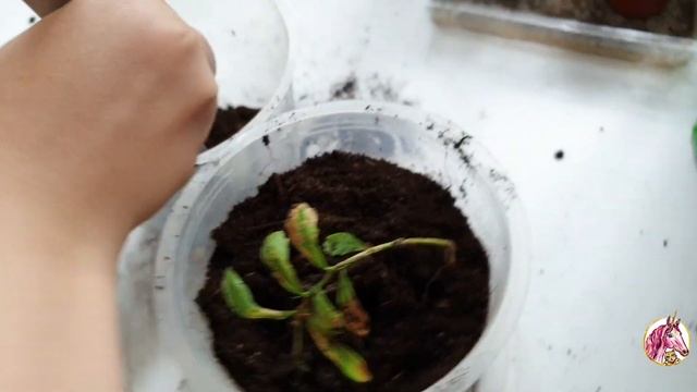 Эксперимент. Вырастит ли дерево | Василиса Яковлева LYUBIMKids смотреть онлайн