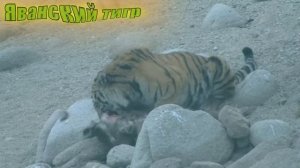 Животные вымершие по вине человека