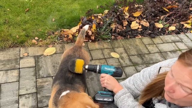 ВЫЧЕСЫВАЕМ СОБАКУ ШУРУПОВЕРТОМ. НИКА ЛАЙФ