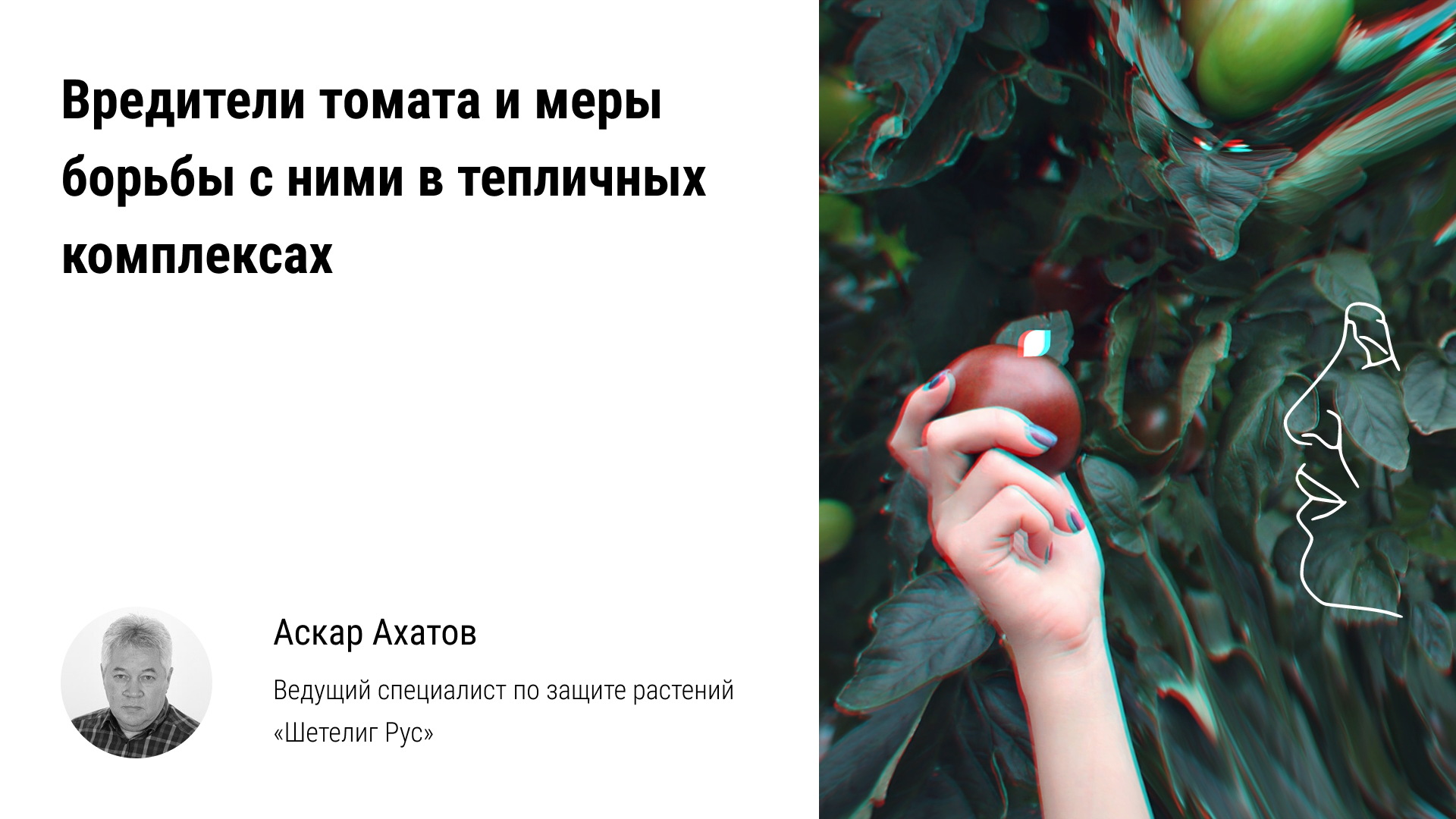 ? Вредители томата, меры борьбы с ними в тепличных комплексах. Биологическая защита урожая помидоро смотреть онлайн