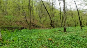 Listen to the sounds of nature to relax in the spring forest