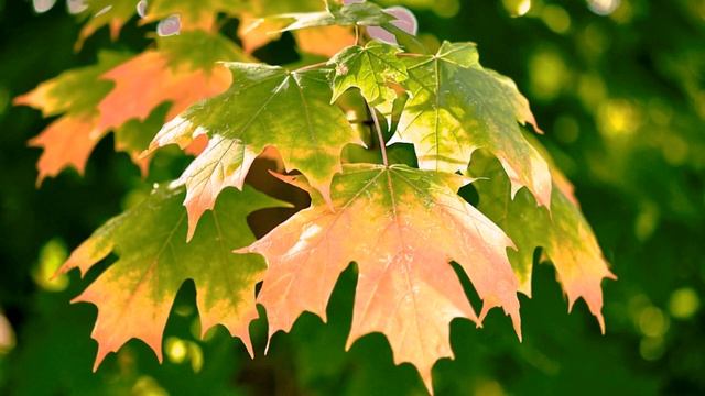 ВЕНОК ОСЕННИЙ смотреть онлайн