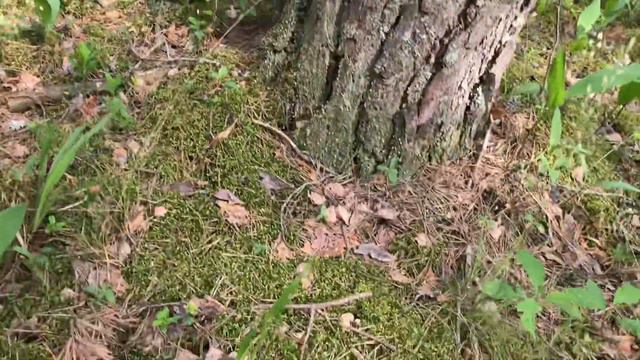 Спокойный красивый лес. Прогулка, отдых и успокоение.(Лесотерапия) смотреть онлайн