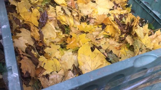 Приготування компосту з листя. смотреть онлайн