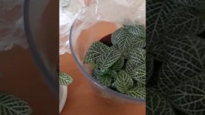 Фиттония в открытой и закрытой системах выращивания. Fittonia growing.
