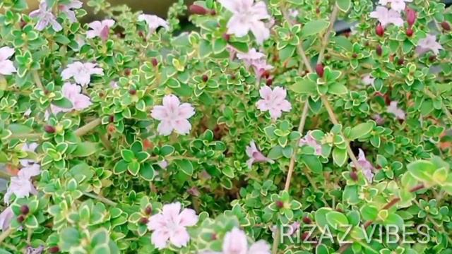 Snow Rose /RIZA'Z VIBES 💚 смотреть онлайн