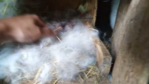 Окрол калифорнийской крольчихи. Маленькие крольчата.