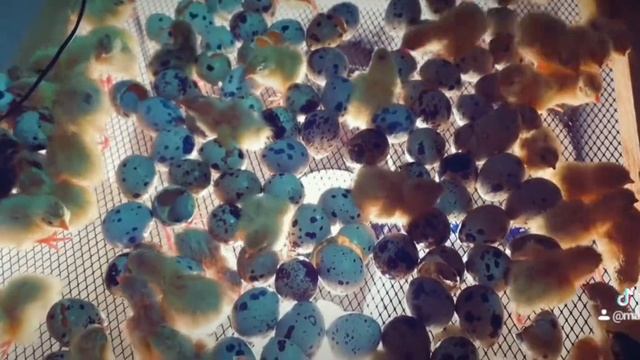 Как вылупляются перепела