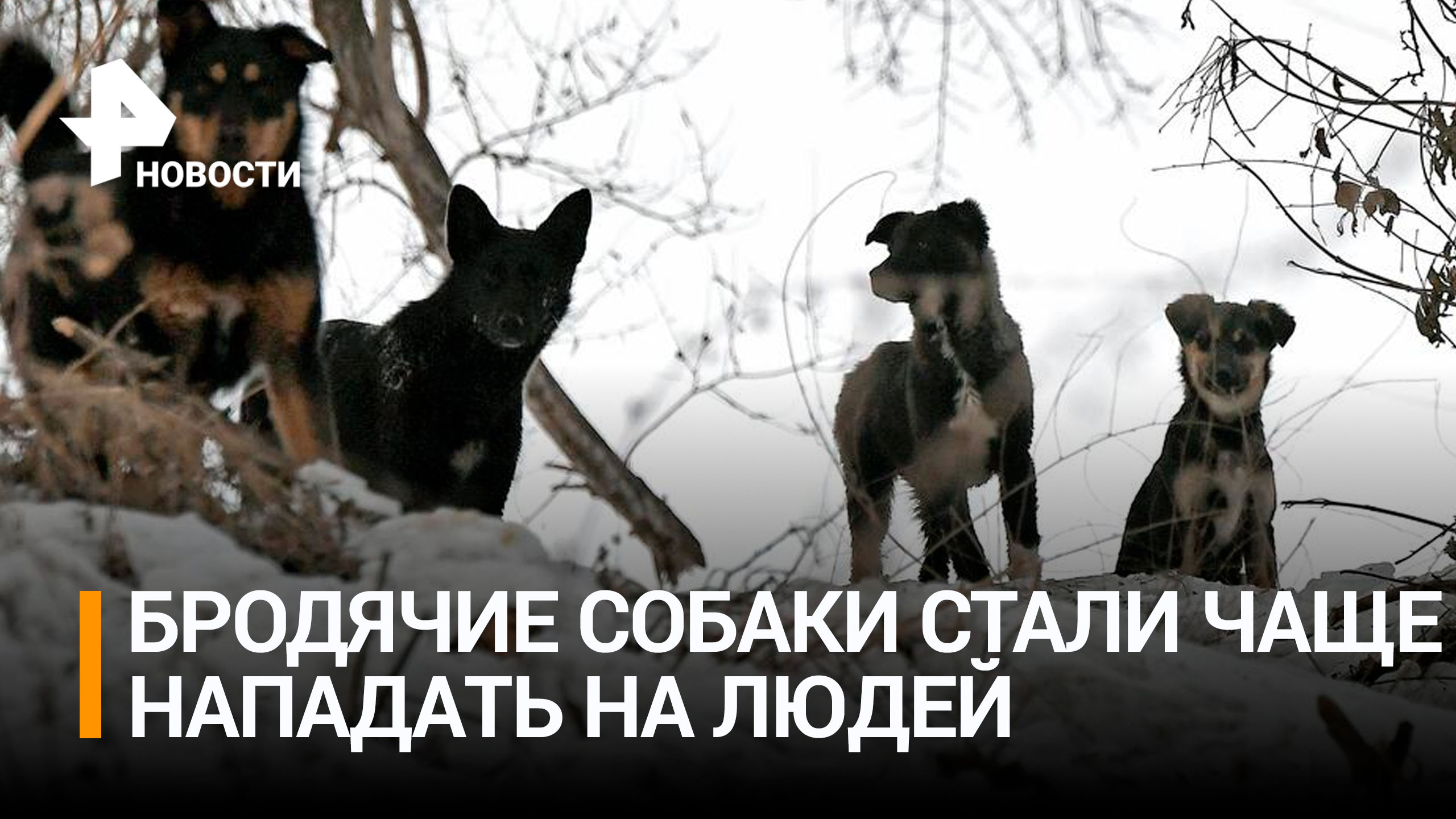 Смертельный оскал: в России участились случаи нападения бродячих собак на людей / РЕН Новости