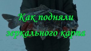 Как подняли зеркального карпа.