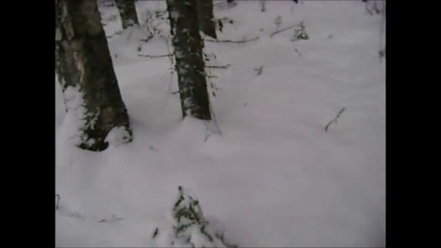 Поход в лес, ноябрь. (На природе в Коми!) смотреть онлайн