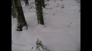 Поход в лес, ноябрь. (На природе в Коми!)